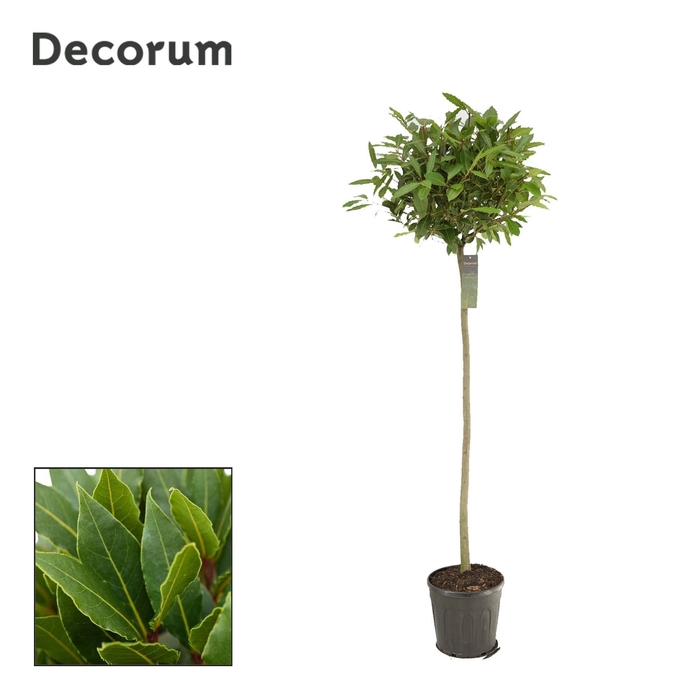<h4>Laurus nobilis</h4>