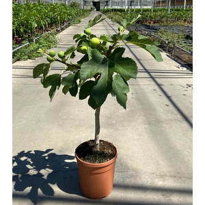 Ficus carica