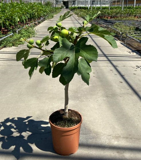 <h4>Ficus carica</h4>