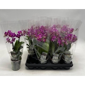 PHAL GEM