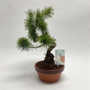 Pinus Sylvestris Bonsai 'Shape' 17 cm