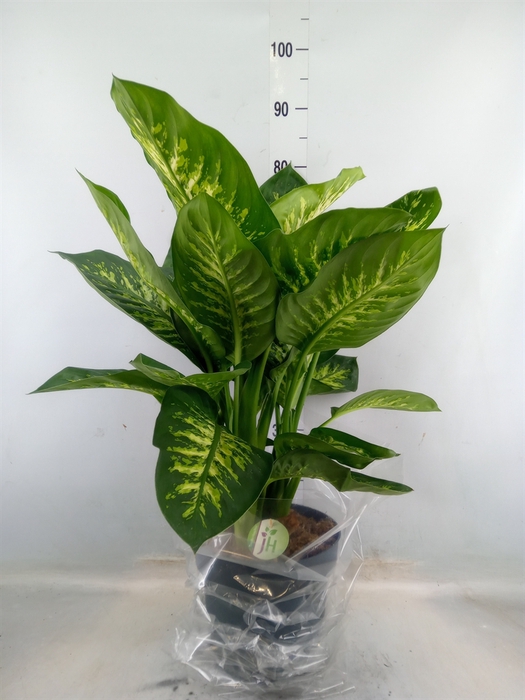 <h4>Dieffenbachia seg. 'Reeva'</h4>