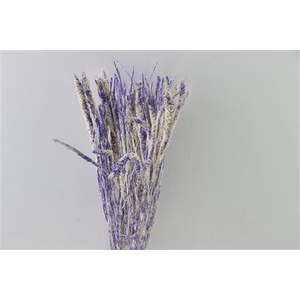 Dried Artz Setaria Matisse Bunch