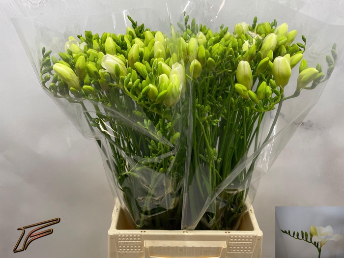 <h4>FR EN WHITE SERENADE</h4>