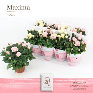 Rosa Infinity Mix Wit/Roze Dolc'Amore Maxima
