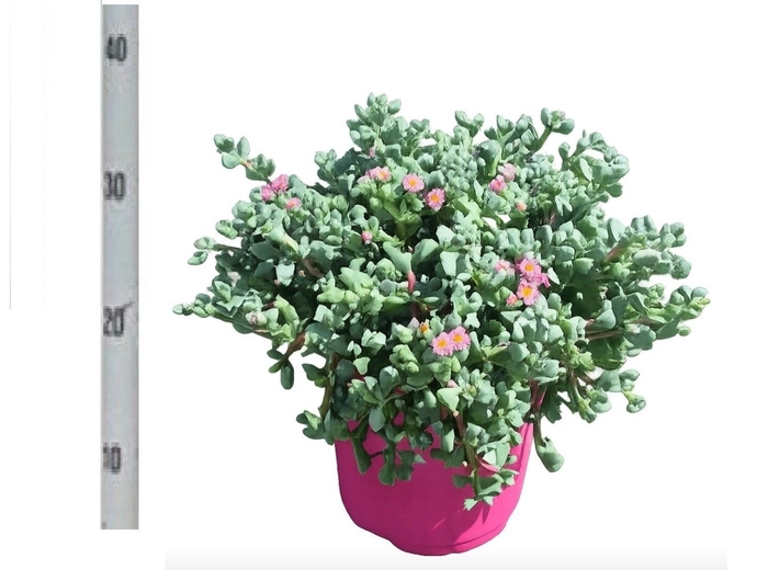 <h4>LAMPRANTHUS ROSEUS</h4>