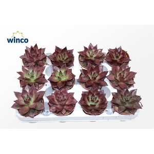 Echeveria Taurus