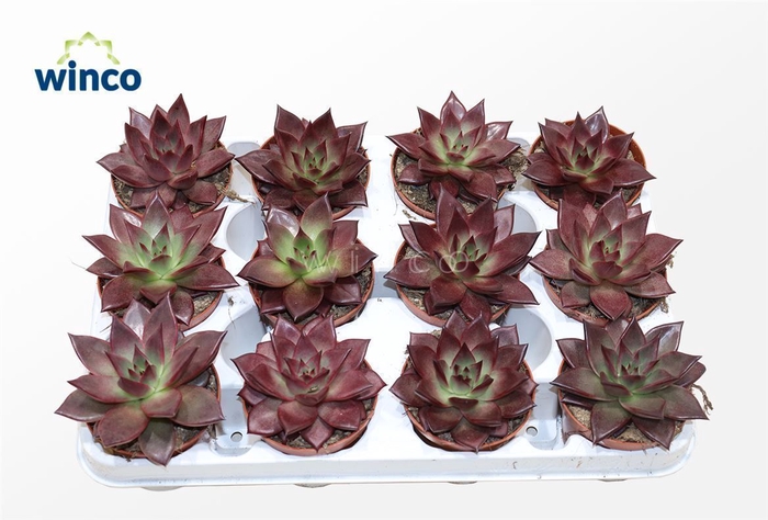 <h4>Echeveria Taurus</h4>