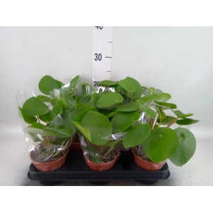 Pilea peperomioides