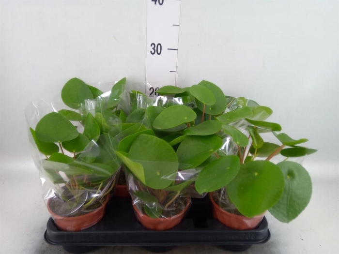 <h4>Pilea peperomioides</h4>