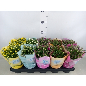 Chrysanthemum  'Milkshake'  ...mix