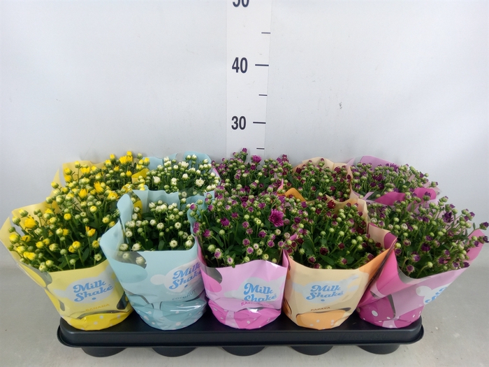 <h4>Chrysanthemum  'Milkshake'  ...mix</h4>