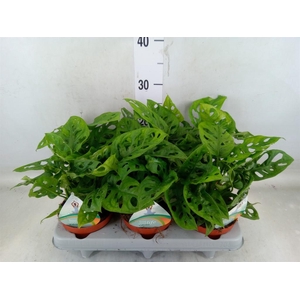 Monstera adansonii 'Aurea'