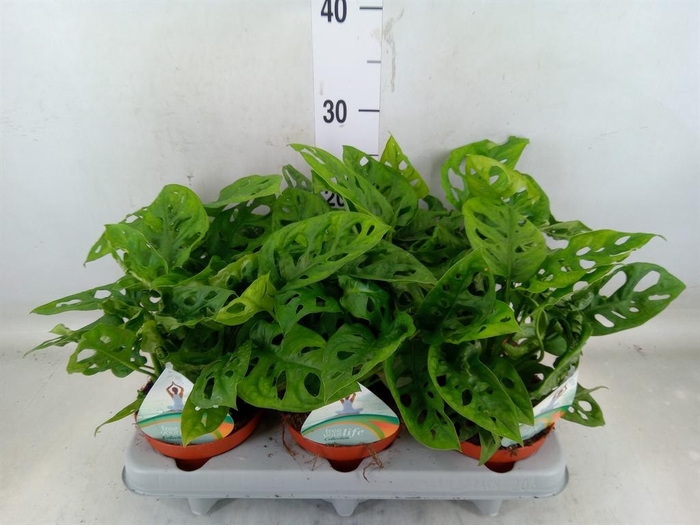 <h4>Monstera adansonii 'Aurea'</h4>