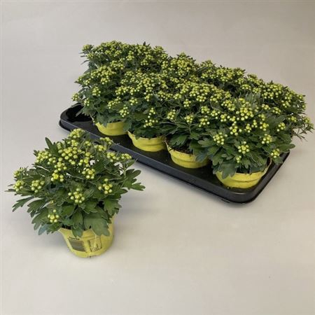 <h4>Ajania pacifica Pacific Yellow</h4>