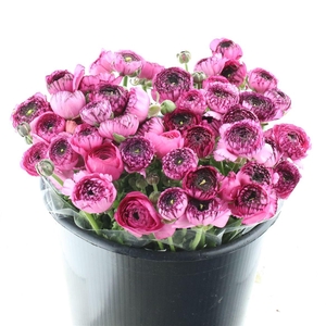 Ran El Sr Cappuccino Pink Super