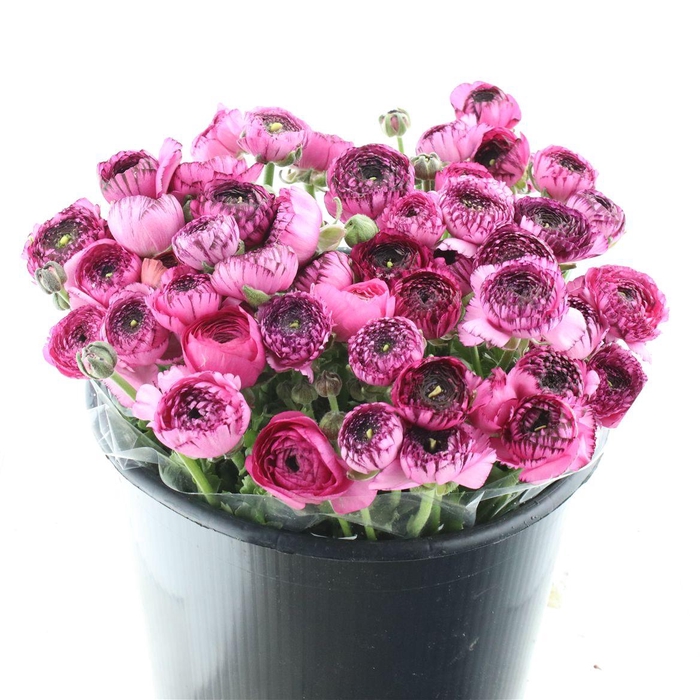 <h4>Ran El Sr Cappuccino Pink Super</h4>