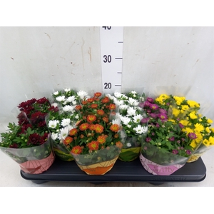 Chrysanthemum  'Swifty'  ...mix