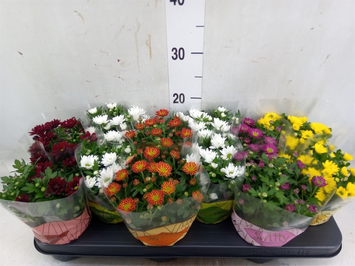 <h4>Chrysanthemum  'Swifty'  ...mix</h4>
