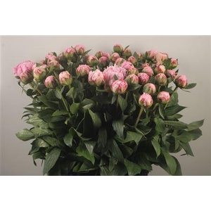 Paeo L Sarah Bernhard Pink Ex