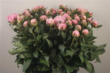 <h4>Paeo L Sarah Bernhard Pink Ex</h4>