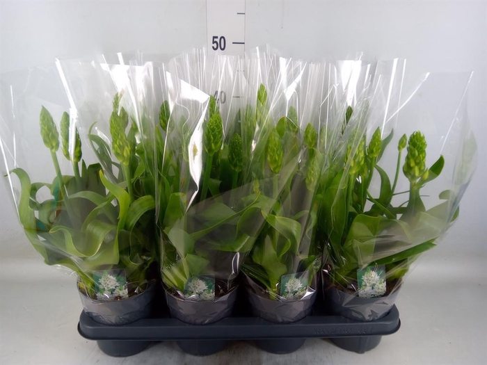 <h4>Ornithogalum thyrs.</h4>