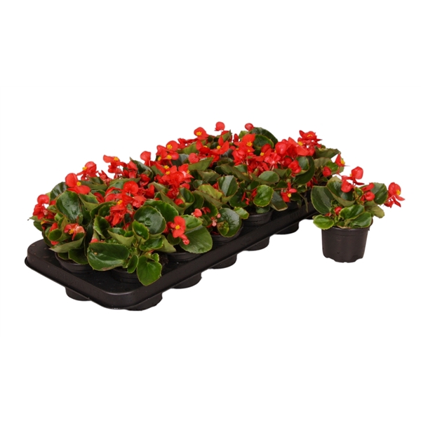 <h4>Begonia Semp groenbladig rood p9</h4>