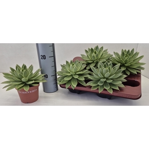 Echeveria Agavoides
