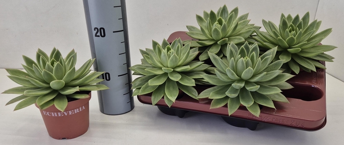 <h4>Echeveria Agavoides</h4>