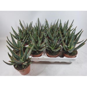 ALOE OV
