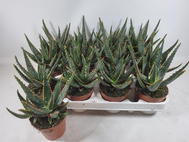 <h4>ALOE OV</h4>