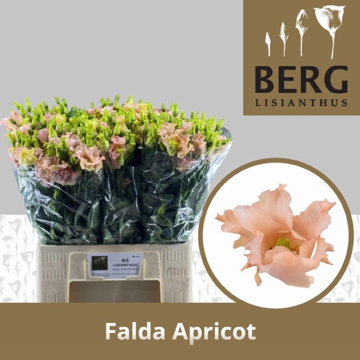 <h4>LIS ENK FALDA APRICOT EUS E FALDA A</h4>