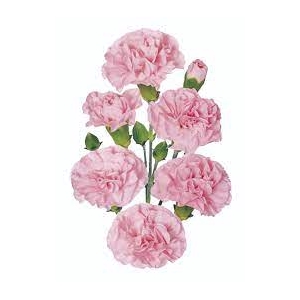 CRAVO SPRAY NIRVANA 060 CM