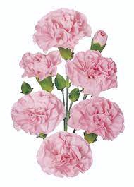 <h4>CRAVO SPRAY NIRVANA 070 CM</h4>
