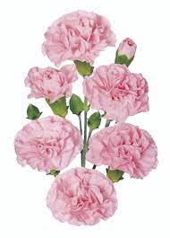 CRAVO SPRAY NIRVANA 060 CM