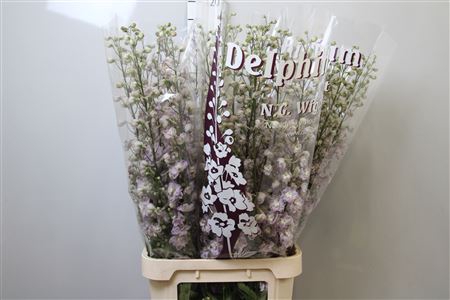 <h4>Delph Du Dewi Flamingo</h4>