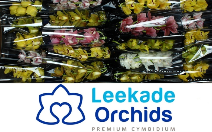 <h4>CYMB MI GEM</h4>