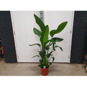 STRELITZIA NICOLAI