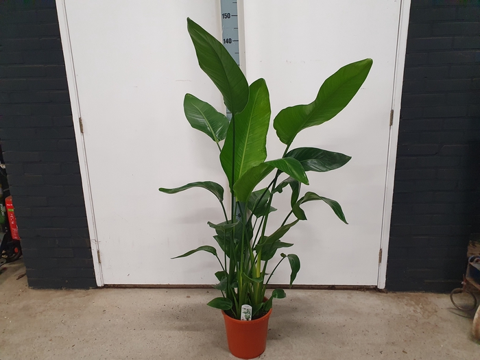 <h4>STRELITZIA NICOLAI</h4>