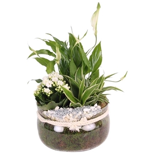 Yearround Arr. Indoor Glass Bowl with Rope Ø20cm 3PP