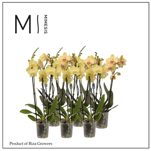 Phalaenopsis Multi Yellow 3 spike - 12cm | Mimesis