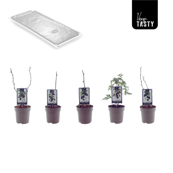 <h4>Blackberry Mix-Layer</h4>
