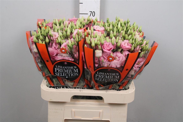 <h4>Eus G Lisanne Pink</h4>