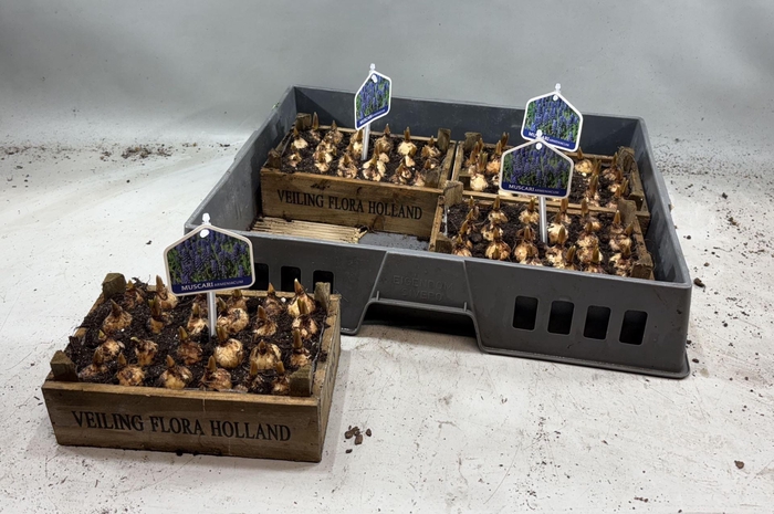 <h4>Arr.  Muscari L%</h4>