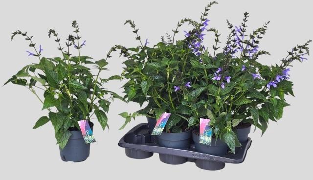 <h4>SALVIA LAKE COMO</h4>
