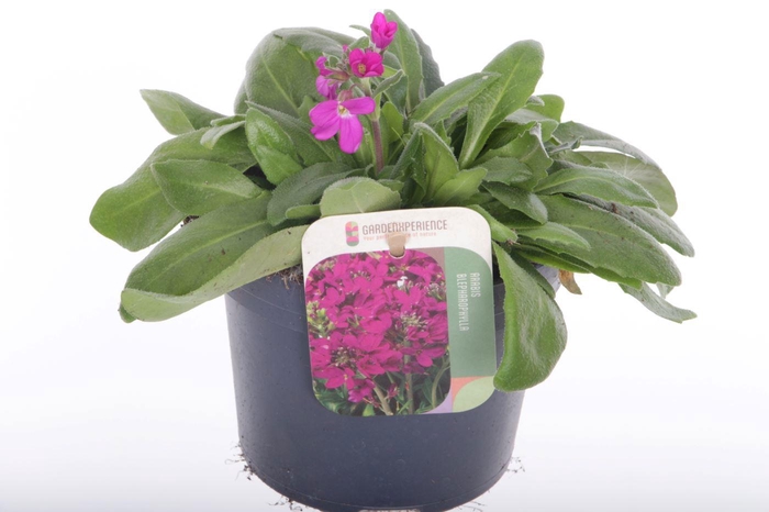 <h4>Arabis blepharophylla</h4>