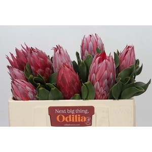 Protea Cynaroides Madiba