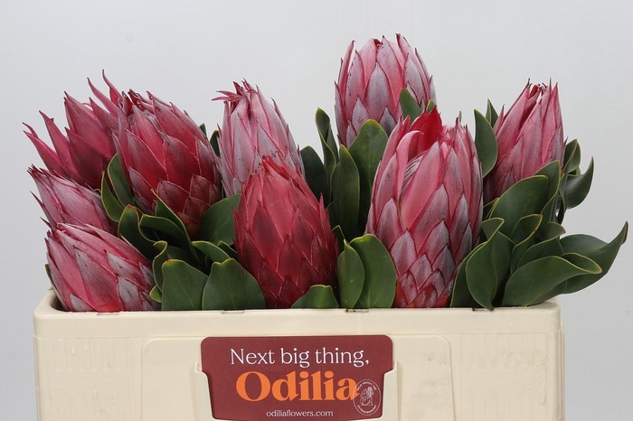 <h4>Protea Cynaroides Madiba</h4>