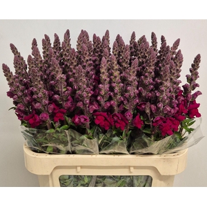 ANTIRRHINUM MAJUS 'MARYL RED'