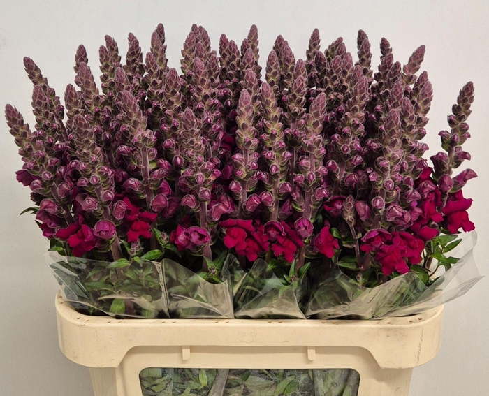 <h4>ANTIRRHINUM MAJUS 'MARYL RED'</h4>